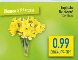 diska Englische Narzissen Angebot