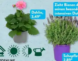 Aldi Süd Gardenline Schopflavendel Angebot