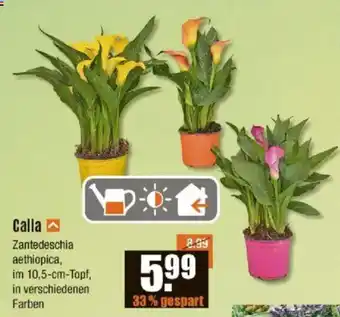 V Baumarkt Calla Angebot