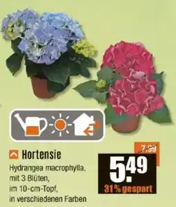 V Baumarkt Hortensie Angebot