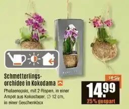 V Baumarkt Schmetterlingsorchidee in Kokodama Angebot