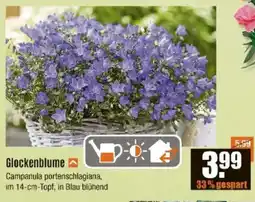 V Baumarkt Glockenblume Angebot