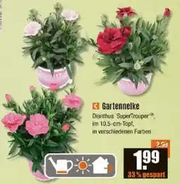 V Baumarkt Gartennelke Angebot