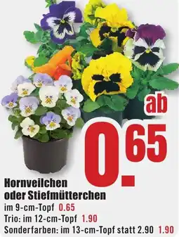 B1 Discount Baumarkt Hornveilchen oder Stiefmütterchen Angebot