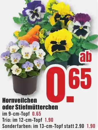 B1 Discount Baumarkt Hornveilchen oder Stiefmütterchen Angebot