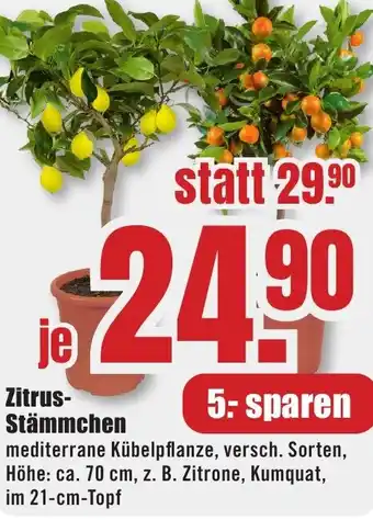 B1 Discount Baumarkt Zitrus Stämmchen Angebot