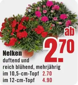 B1 Discount Baumarkt Nelken Angebot