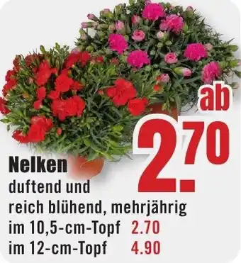 B1 Discount Baumarkt Nelken Angebot