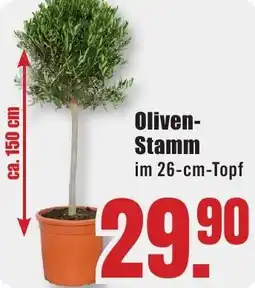 B1 Discount Baumarkt Oliven Stamm Angebot