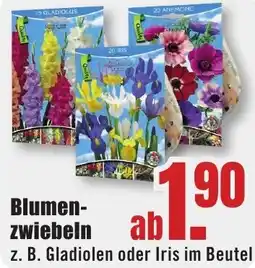 B1 Discount Baumarkt Blumenzwiebeln Angebot