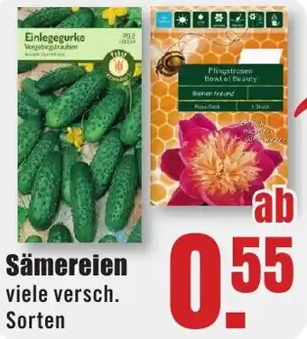 B1 Discount Baumarkt Sämereien Angebot