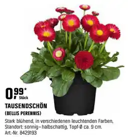 OBI TAUSENDSCHÖN (BELLIS PERENNIS) Angebot