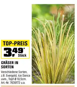 OBI GRÄSER IN SORTEN Angebot