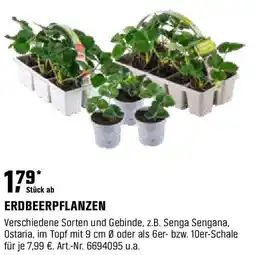 OBI ERDBEERPFLANZEN Angebot