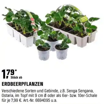 OBI ERDBEERPFLANZEN Angebot