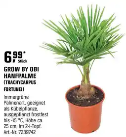 OBI GROW BY OBI HANFPALME (TRACHYCARPUS FORTUNEI) Angebot