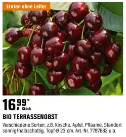 OBI BIO TERRASSENOBST Angebot