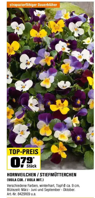 OBI HORNVEILCHEN / STIEFMÜTTERCHEN (VIOLA COR./ VIOLA WIT.) Angebot