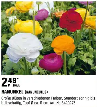 OBI RANUNKEL (RANUNCULUS) Angebot