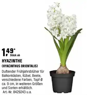 OBI HYAZINTHE (HYACINTHUS ORIENTALIS) Angebot