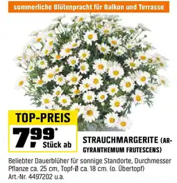 OBI STRAUCHMARGERITE (AR- GYRANTHEMUM FRUTESCENS) Angebot