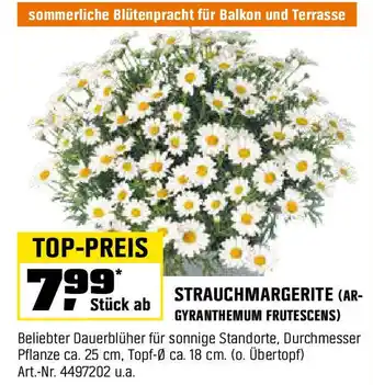 OBI STRAUCHMARGERITE (AR- GYRANTHEMUM FRUTESCENS) Angebot