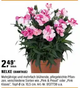 OBI NELKE (DIANTHUS) Angebot