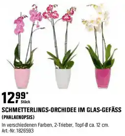 OBI SCHMETTERLINGS-ORCHIDEE IM GLAS-GEFÄSS (PHALAENOPSIS) Angebot