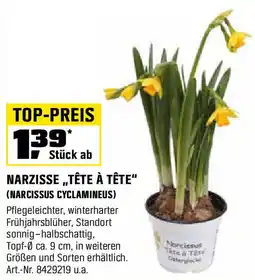 OBI NARZISSE „TÊTE À TÊTE" (NARCISSUS CYCLAMINEUS) Angebot