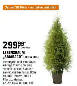 OBI LEBENSBAUM ,,SMARAGD" (THUJA OCC.) Angebot