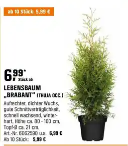 OBI LEBENSBAUM ,,BRABANT" (THUJA OCC.) Angebot