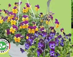 Thomas Philipps Hornveilchen-Ampel Viola Angebot