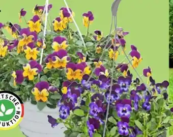 Thomas Philipps Hornveilchen-Ampel Viola Angebot