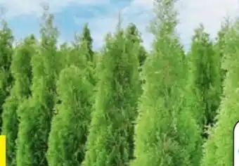 Thomas Philipps Thuja Brabant Angebot