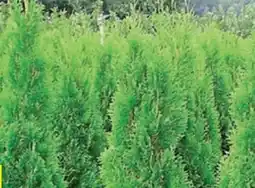 Thomas Philipps Thuja Smaragd Angebot