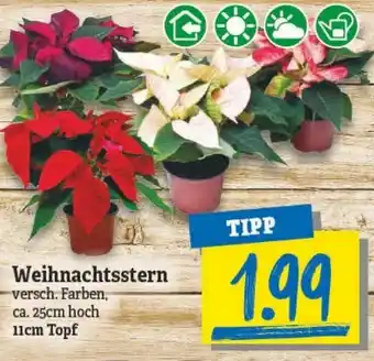 NP Discount Weihnachtsstern Angebot