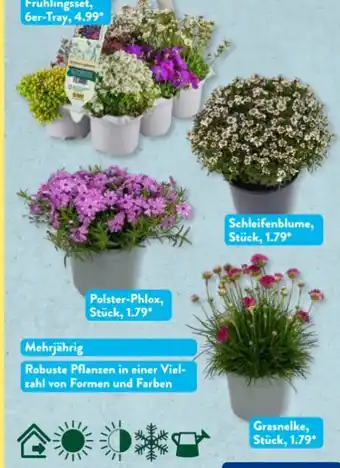 Aldi Süd Gardenline Staude Angebot