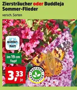 Thomas Philipps Deutsche produktion ziersträucher oder buddleja sommer-flieder Angebot