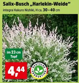 Thomas Philipps Deutsche produktion salix-busch harlekin-weide Angebot