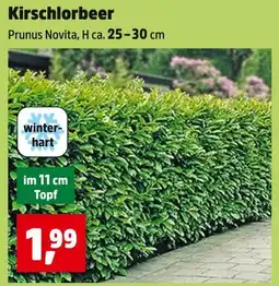 Thomas Philipps Prunus novita kirschlorbeer Angebot