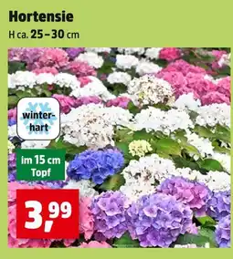 Thomas Philipps Winterhart hortensie Angebot