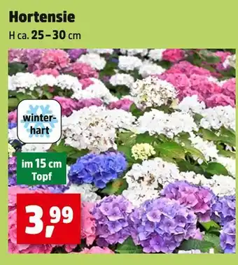 Thomas Philipps Winterhart hortensie Angebot