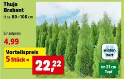 Thomas Philipps Thuja brabant Angebot