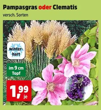 Thomas Philipps Pampasgras oder clematis Angebot