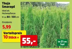 Thomas Philipps Thuja smaragd Angebot