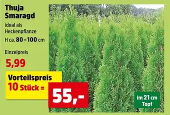 Thomas Philipps Thuja smaragd Angebot