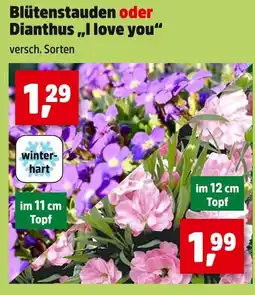 Thomas Philipps Winterhart blütenstauden oder dianthus i love you Angebot