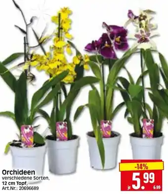 Herkules Baumarkt Orchideen Angebot