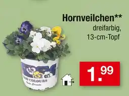 Zimmermann Trio colours hornveilchen Angebot