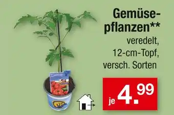 Zimmermann Gemüsepflanzen Angebot